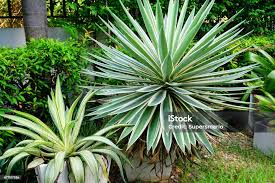 Image result for Agavaceae