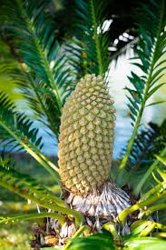 Image result for Encephalartos lebomboensis