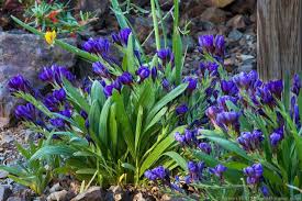 Image result for Babiana bainesii