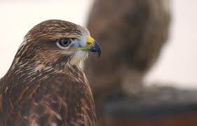 Ferruginous Hawk - Wikipedia