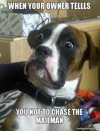 When Your Owner Tellls You Not To Chase The Mailman Skeptical Dog Make A Meme