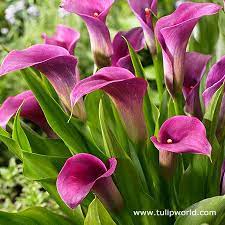 Top Quality Purple Sensation Calla Lily Covered By Our 100 Grow Guarantee Lily Plants Pink Perennials Bulb Flowers
