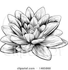 Black And White Water Lily Flower Tattoo Vintage Black And White Engraved Or Woodcut Blooming Waterlily Lotus Flower Drawing Flower Drawing Water Lily Tattoos
