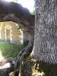 Check spelling or type a new query. Dieta Of Teacher Plants Trees Oak And Maple Tree With Intertwined Roots Growing Together On The Island Of Muhu Baltic Sea Of Estonia Facebook