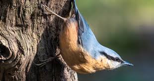 Free Image On Pixabay Nuthatch Bird Nature Blue In 2020 Nuthatch Bird Nuthatch Bird