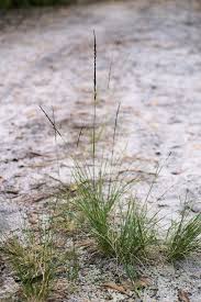 Image result for Sporobolus africanus