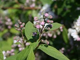 Image result for Deutzia hybrida Pink Pompon