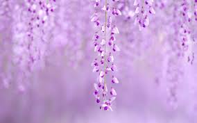 Browse millions of popular demon slayer wallpapers and ringtones on zedge and personalize your phone to suit you. Wisteria Wallpapers Wallpaper Cave