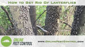 You can spray this oil on these bugs to kill them on contact. How To Get Rid Of Lanternflies Youtube