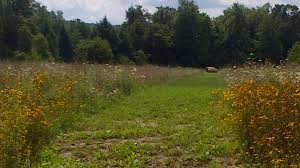 Résultat de recherche d'images pour "shanksville crash site photos"