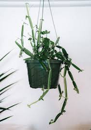 Image result for Cissus