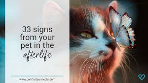 Pet loss poetry & pet loss cards by winnie rogers. 33 Afterlife Signs From Your Pet Grief Journey Pet Loss Guardian Angel