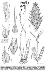 Image result for Fuirena pubescens