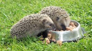 This page contains affiliate links. The Pros And Cons Of Feeding Your Hedgehog Cat Food