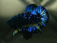 Blue Samurai Betta Fish Siamese Fighting Fish Betta