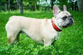 We did not find results for: French Bulldog Ideal Weight French Bulldog Puppies For Sale