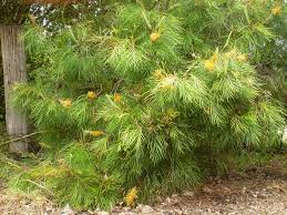 Image result for Gunillaea