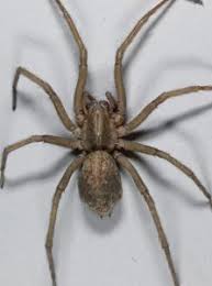 Common Spiders Of The Pacific Northwest Eastside Exterminators