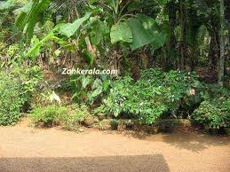Garden tour,home garden visit,nursery in trissur,flower plant's at home,flower planting idea's kuzhipallam botanical garden : Garden In A Kerala Home