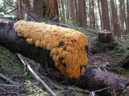 Image result for Pycnoporellus alboluteus