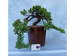 Japanese juniper bonsai tree planted in 4″ ceramic container. Japanese Garden Juniper Workshop With The Bonsai Guy It S All Downtown It S All Downtown