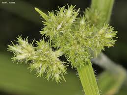 Image result for Fuirena stricta