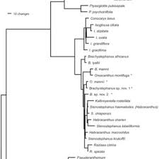 Image result for Brachystephanus