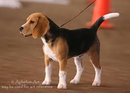 Check spelling or type a new query. Dogs And Cats Photo Library Wetcanvas Online Living For Artists