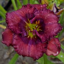 Check spelling or type a new query. Tet Lavender Blue Baby Daylily Phlox Eu