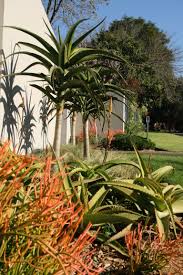 Water Wise Indigenous South African Garden Garden Ideas South Africa Waterwise Garden Desert Landscaping Backyard