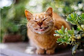 18 Of The Happiest Cats On The Internet Smiling Animals Cats Smiling Cat