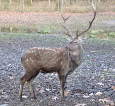 sika deer wikipedia