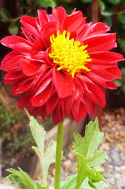 Dalia Has No Scent Dahlia Flower Flowering Trees Flower Garden