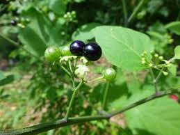 Image result for Solanum americanum