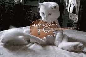 The best gifs are on giphy. Funny Cat Guitarist Wagging Its Tail Animated Gif Ylia Callan Guitar