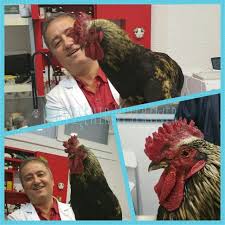 Klinigimizde Horoz Da Tedavi Edilir Horoz Horoz Hayvan