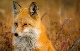 Many states also have separately officially designated state birds, state fish, state butterflies, state reptiles a state mammal is the official mammal of a u.s. Coalition Of Animal Advocates Backs California State Fur Ban Fur Free Alliance