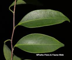 Image result for Embelia libeniana
