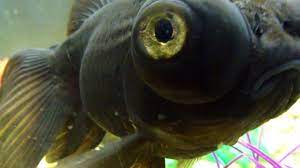 Goldfish, fish, gold fish, pet, butterfly goldfish, black moor, shubunkin goldfish, koi, fish. Pin On Reference