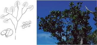 Image result for Oldfieldia macrocarpa