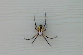 We did not find results for: Black And Yellow Spiders In Your Nc Backyard East Coast Nc
