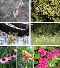 Landscape Plant Selection Criteria For The Allergic Patient The Journal Of Allergy And Clinical Immunology In Practice
