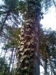 Image result for Kotschya strobilantha