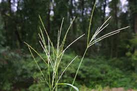 Image result for Digitaria sanguinalis