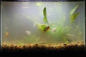 Cloudy Fish Tank Water Why Aquarium Water Turns Milky Or Hazy Aquarium Fish Tank Fish Tank Aquarium