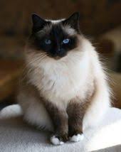Lilac Point Birman Kittens For Sale Spray Urine Odor Removal Using Common Household Product Birman Cat Cat Breeds Cat Spray