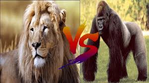 Many people wonder which one is stronger? Gorilla Vs Lion Youtube