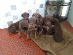 Where can you buy a doberman? Buy Kci Registered Puppies From Verified Dog Breeders In India