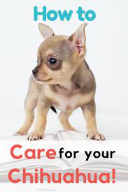 Top Tips On How To Care For Your Chihuahua Chi Pets Chihuahua Dog Care Dog Best Friend