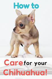 Characteristics, history, care tips, and helpful information for pet owners. Top Tips On How To Care For Your Chihuahua Chi Pets Chihuahua Dog Care Dog Best Friend